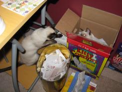 more kittens